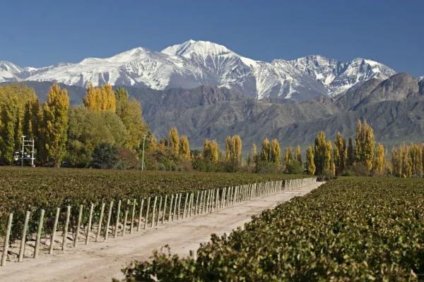 Las ventas de vinos cayeron en un importante mercado