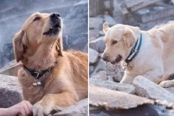 La verdad sobre la foto del perro rescatista en el terremoto de Turquía