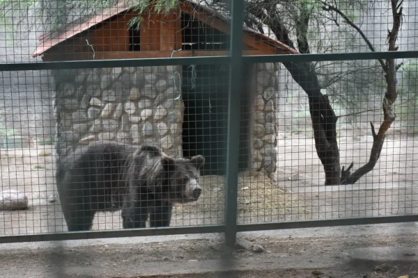Triste: Murió Estiopa, el oso pardo que vivía en el Ex Zoo Yatay