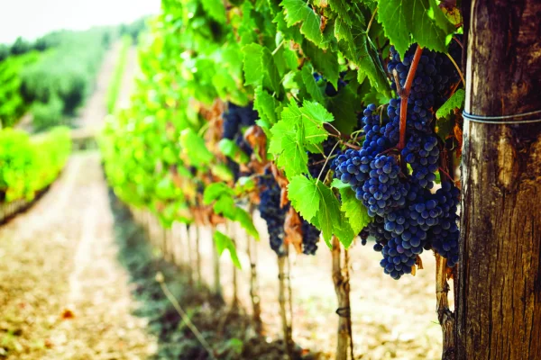 El vino orgánico ya ingresó en el menú exportador nacional