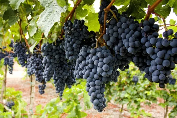Se destinarán $500 millones para asistir a productores vitivinícolas en situación de vulnerabilidad