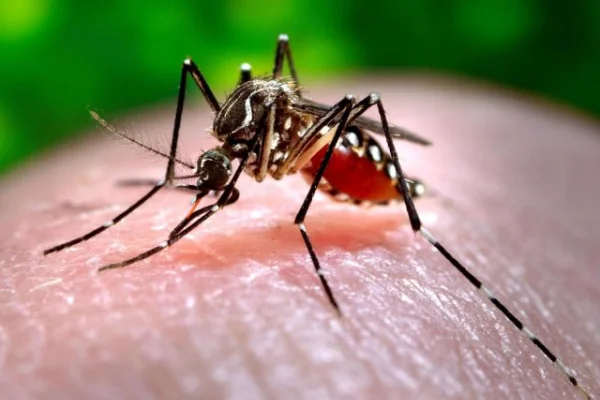El Gobierno de la Provincia recuerda tomar medidas para prevenir el dengue, zika y chikungunya