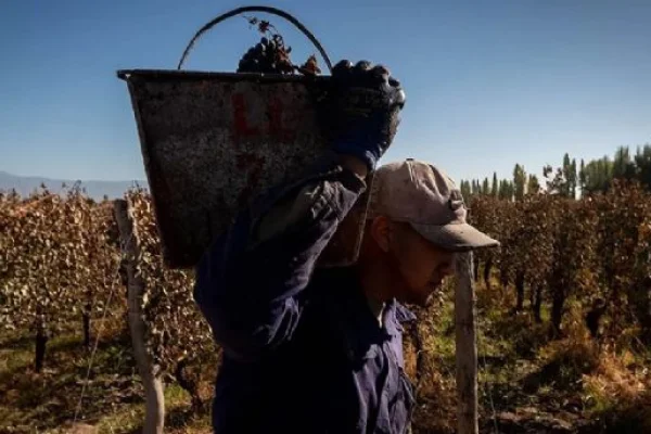 El INV emitió los datos de estimación de producción de uva para la República Argentina