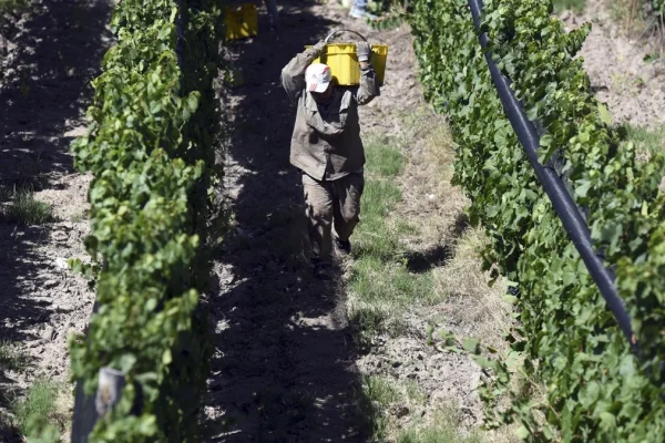 Estiman una fuerte caída de la producción vitivinícola nacional