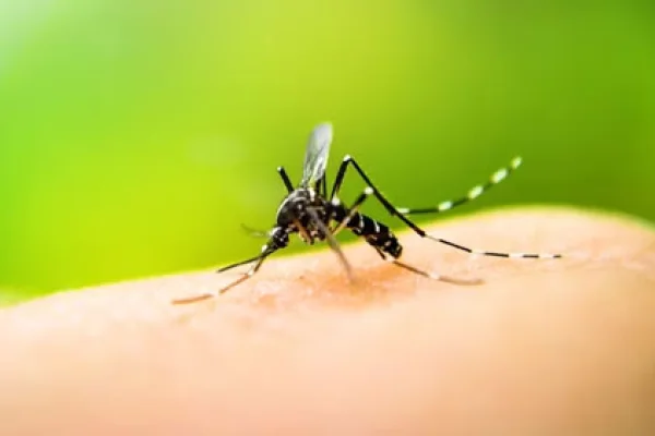 Los casos de dengue en Argentina crecieron un 252%