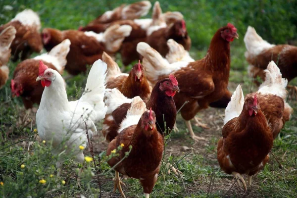 Gripe aviar: confirmaron tres nuevos casos y reforzarán los controles