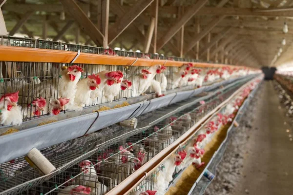Confirman nuevos casos de gripe aviar en el país tras suspender exportaciones de carne de pollo