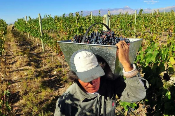 Dólar vino: las medidas para apuntalar el sector vitivinícola