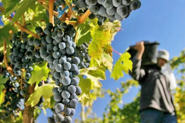 Preocupa la baja en la cosecha de uva que podría alcanzar los 20 millones de kilos