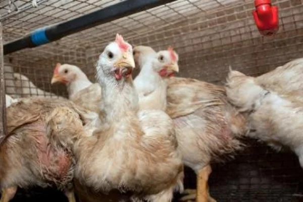 La Rioja continúa libre de gripe aviar