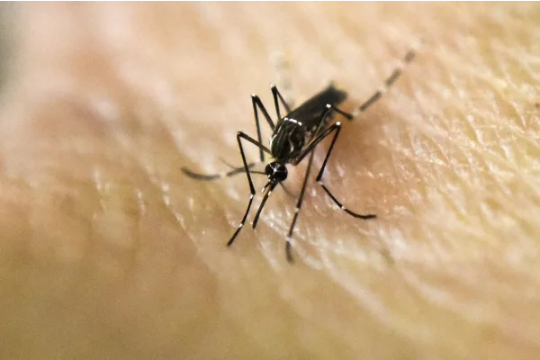 Alerta en AMBA por dos brotes simultáneos de dengue y chikungunya