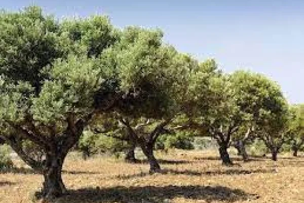 Realizan operativos de control en fincas de olivo