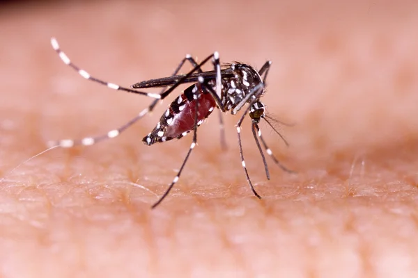 Confirmaron el segundo caso de dengue en la Capital