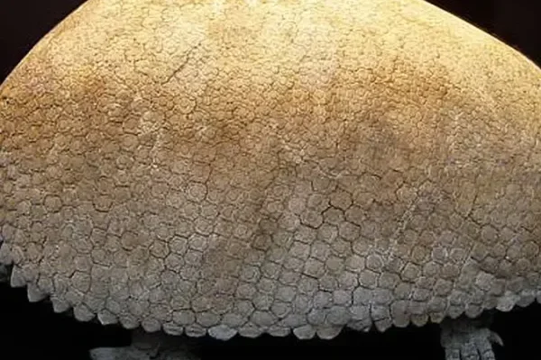 Encuentran en Mar del Plata fósiles de un gliptodonte 