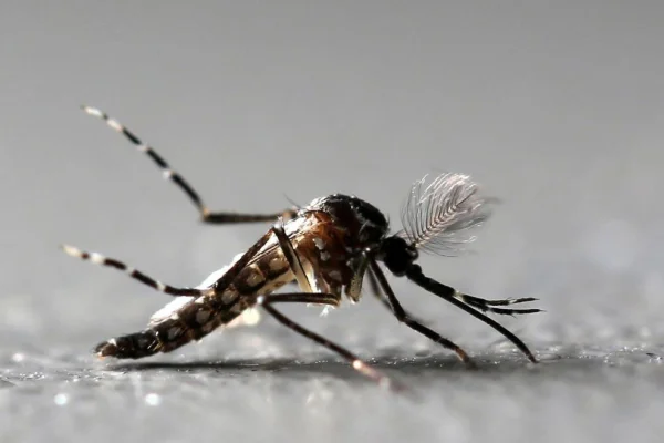 Preocupación por suba de casos de dengue: en una semana, aumentaron casi un 95%