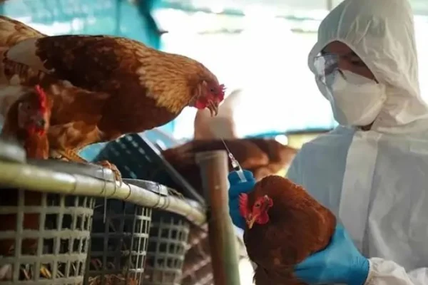 Gripe aviar: En Santa Fe sacrificaron 15.000 aves por un caso