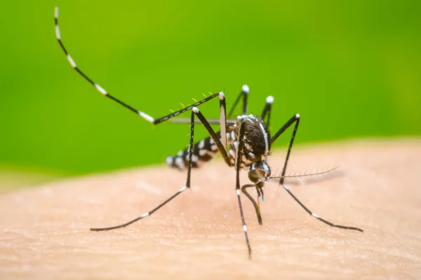 Son 11 los nuevos casos de dengue confirmados en La Rioja