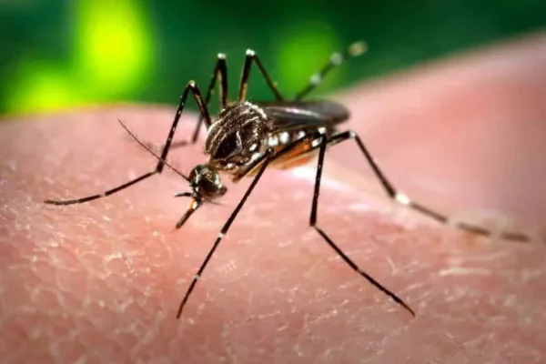 Paraguay enfrenta la epidemia de chikungunya más grande de su historia