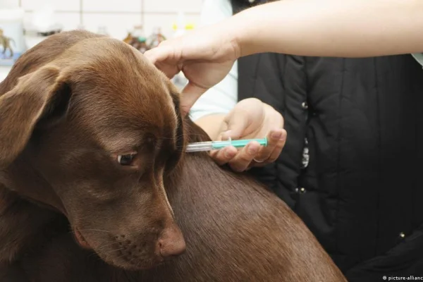 Vacunan a los animales ante la presencia de rabia