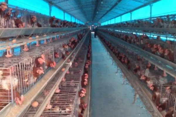 La Argentina recuperó un nuevo mercado para exportar productos avícolas