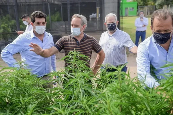 Mostrarán avances del proyecto sobre cannabis medicinal
