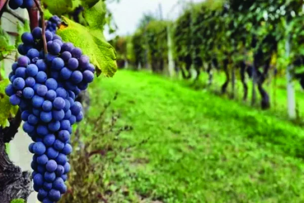 Asistirán a productores vitivinícolas en situación de vulnerabilidad