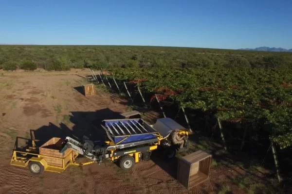 Puertas del Sol: innovando en la producción de uvas con tecnología de punta