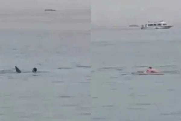 Tragedia en Egipto: un tiburón se comió a un joven en el mar Rojo