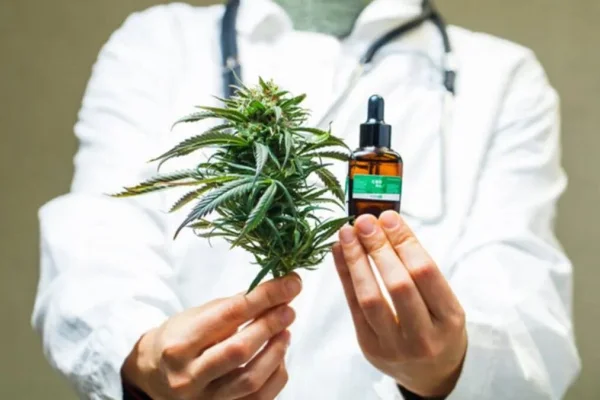 Avanzan en la creación de una diplomatura para la prescripción del Cannabis Medicinal