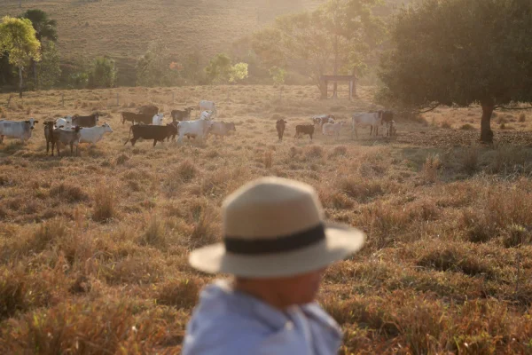 Frío en Brasil: más de 2.700 vacas murieron a causa de las bajas temperaturas