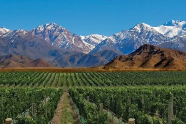 Quedan en pie 15 mil viñateros en el país, pero la mitad de ellos está en las zonas donde la reconversión está demorada