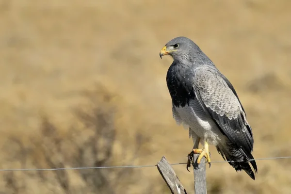 El Mirador del Águila: un nuevo destino para los amantes de la naturaleza