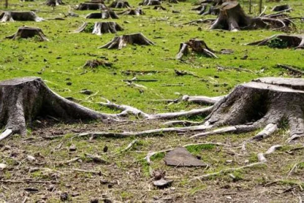 Vecinos de Chilecito denuncian tala indiscriminada de árboles