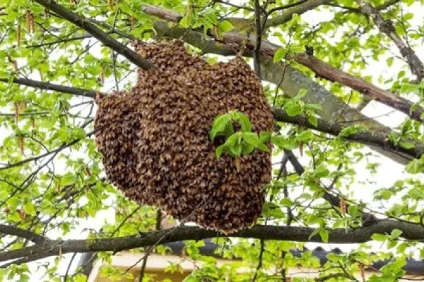 Misiones: un hombre murió al ser atacado por abejas