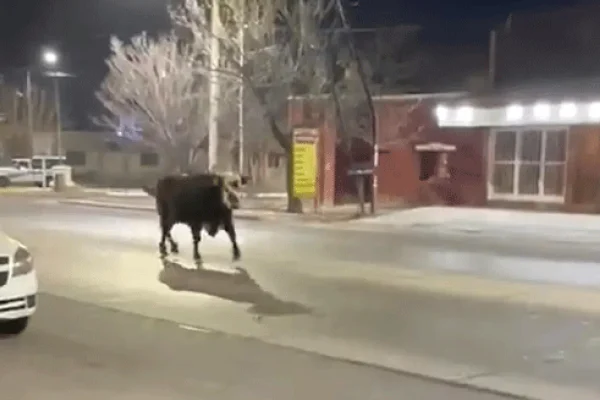 Un toro suelto en Mendoza alarmó a los vecinos y generó sorpresa