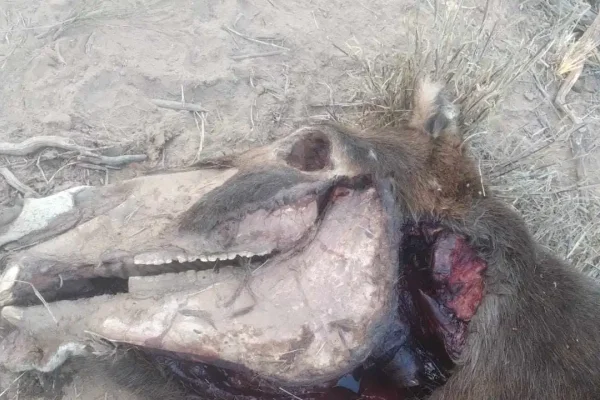 Apareció una mula mutilada en El Totoral, al sur de Chepes