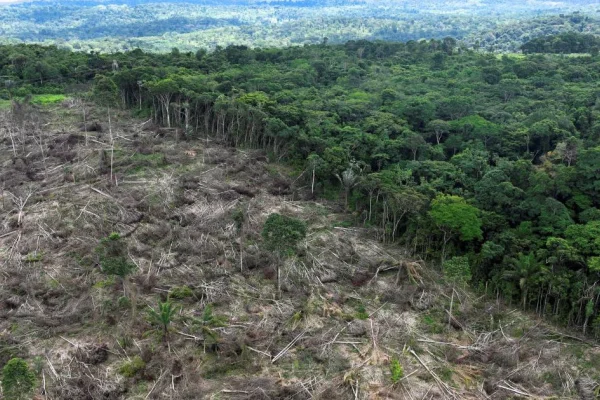 El deforestador de la Amazonía: detuvieron a un empresario acusado de talar 65km cuadrados de la selva brasileña
