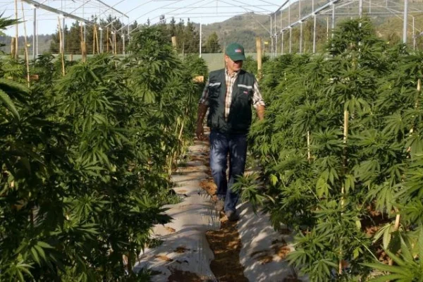 Gobierno Nacional reglamentó la ley de cannabis medicinal