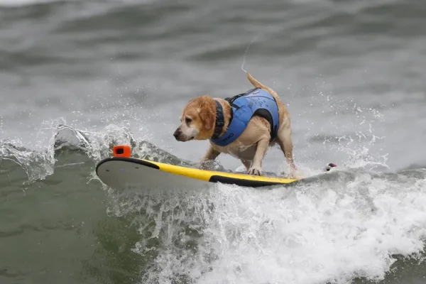 Perritos en la cresta de la ola: el campeonato mundial de surf canino en San Francisco