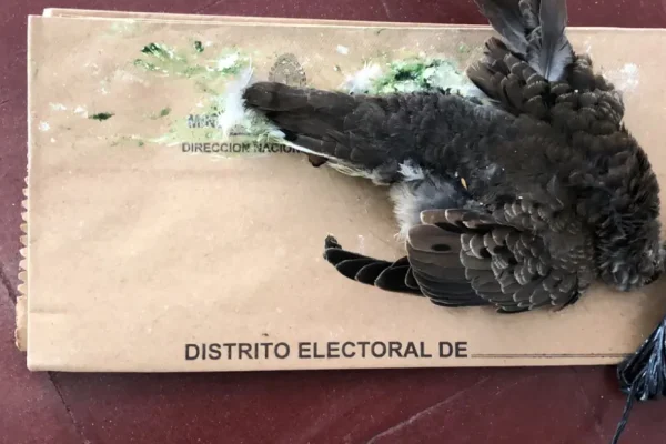 Insólito: la presidenta de mesa de un colegio de Villa Dolores encontró una paloma muerta en una urna