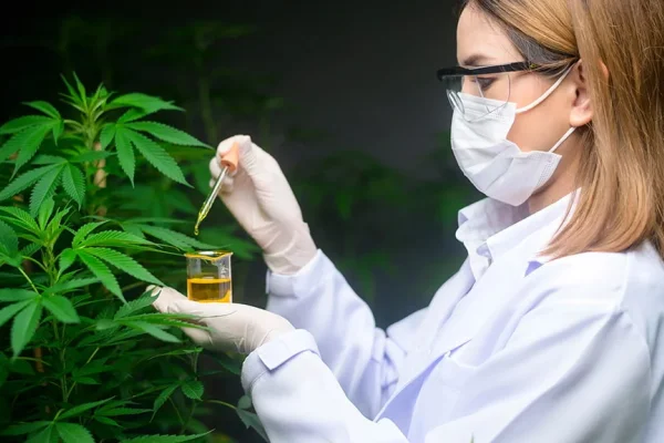 Salud capacita a médicos para que puedan recetar cannabis medicinal