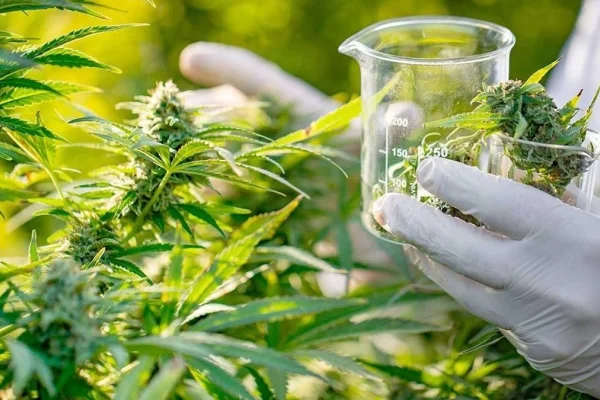 La UNdeC abrió la preinscripción para la Diplomatura en Producción e Industrialización del Cannabis