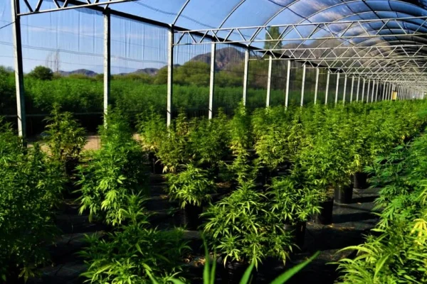 Cannabis medicinal: comienza el proceso para otorgar licencias