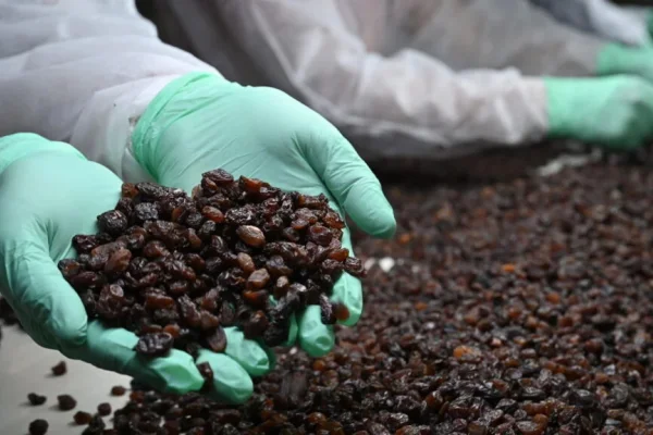 Vallesol cerró la mitad del año con más de 970 mil kg de pasas de uvas exportadas