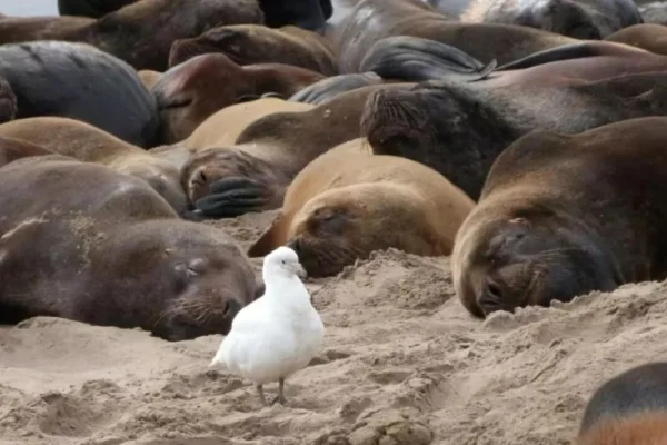 Costa atlántica: confirmaron que los lobos marinos murieron por gripe aviar