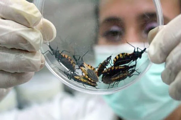Hay 7 millones de personas en Argentina que tienen riesgo de contraer la enfermedad de Chagas