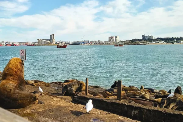 Mortandad de lobos marinos en Mar del Plata: confirman dos casos de gripe aviar