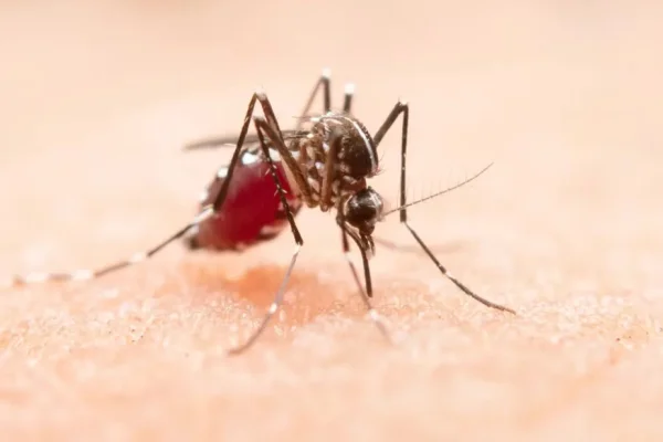 Día Internacional contra el Dengue: por qué se celebra hoy, 26 de agosto