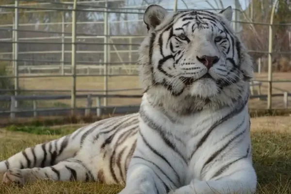 Delincuentes se metieron en la jaula de un tigre blanco para robar una caja fuerte