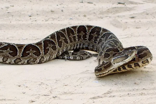 Día de Concientización sobre la Mordedura de Serpiente: recomendaciones y especies en Argentina